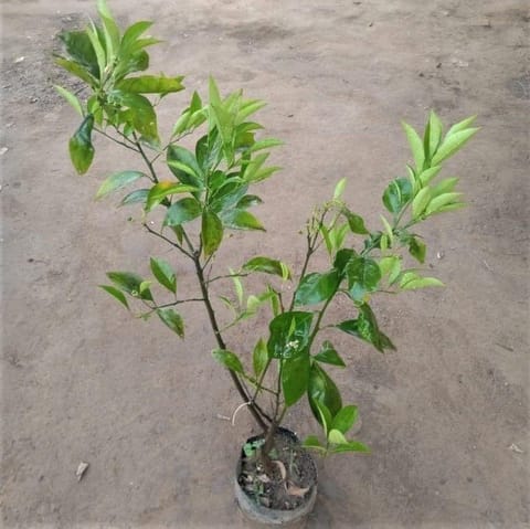Santara / Orange Fruit Plant (~ 3-4 Ft) in 7 Inch Nursery Bag