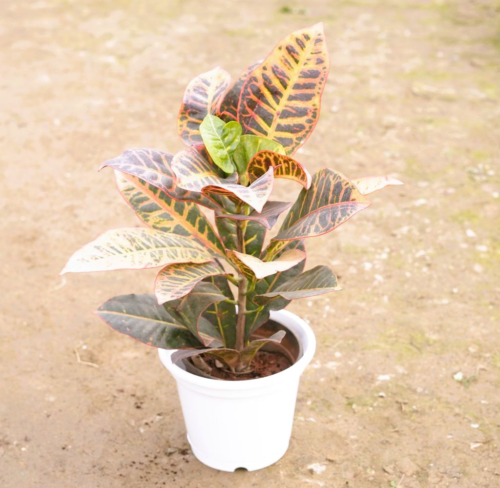 Buy Croton Petra in 8 Inch White Nursery Pot Online | Urvann.com Croton Petra in 8 Inch White Nursery Pot