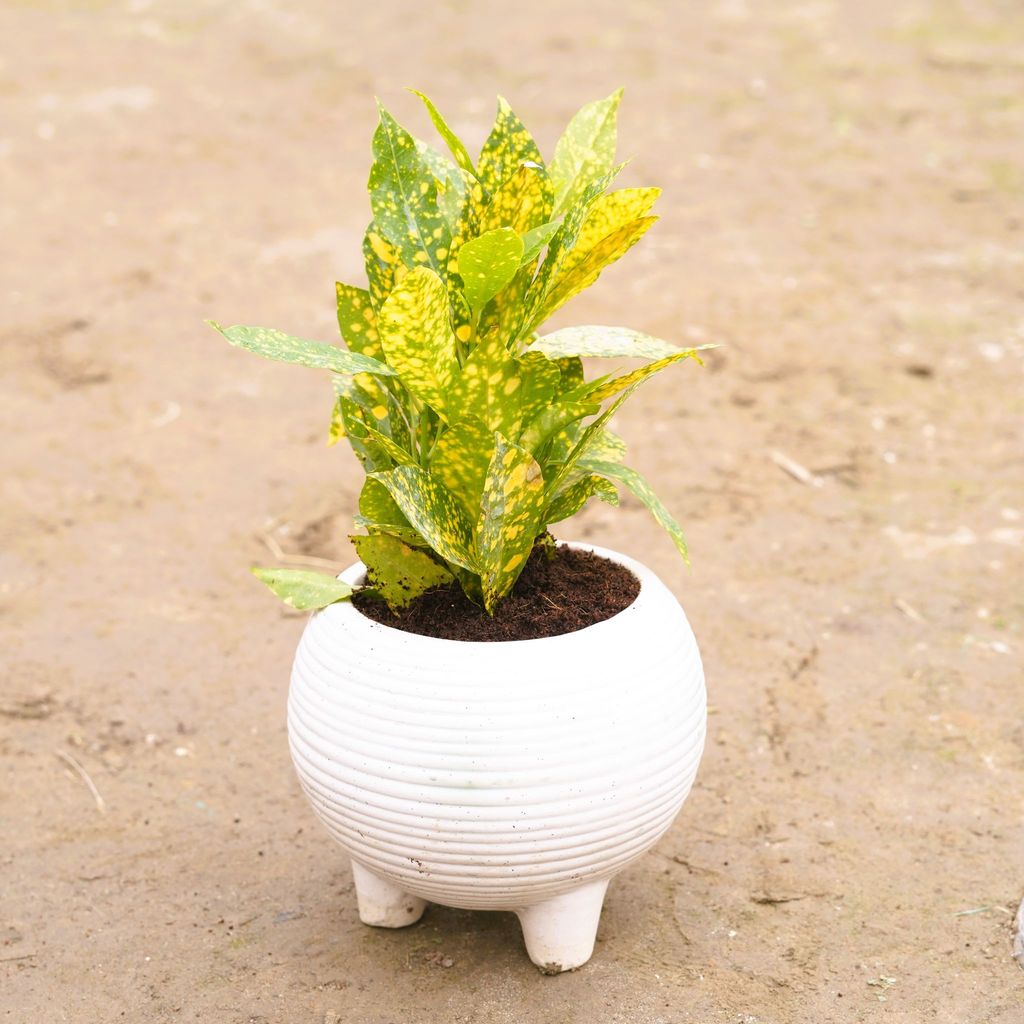 Baby Croton in 6 Inch Classy White Bowl Ceramic Pot (any design)