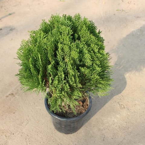 Morpankhi / Thuja in 10 Inch Nursery Pot