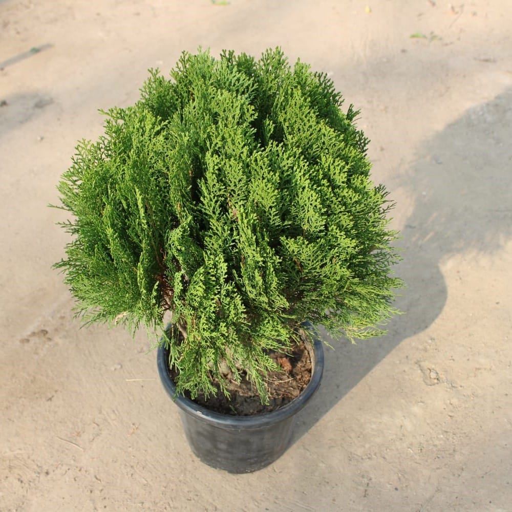 Morpankhi / Thuja in 10 Inch Nursery Pot