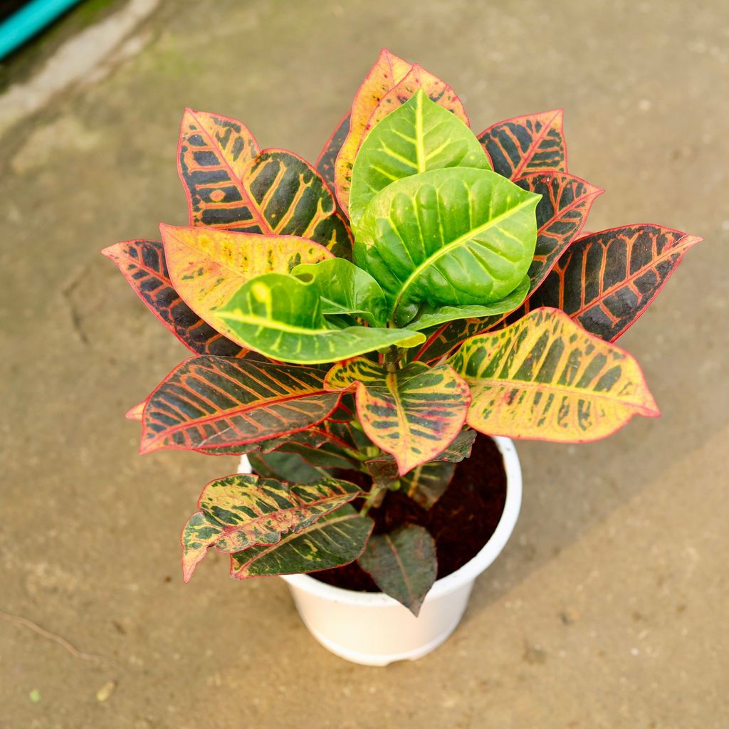 Buy Croton Petra Yellow in 8 Inch White Nursery Pot Online | Urvann.com Croton Petra Yellow in 8 Inch White Nursery Pot
