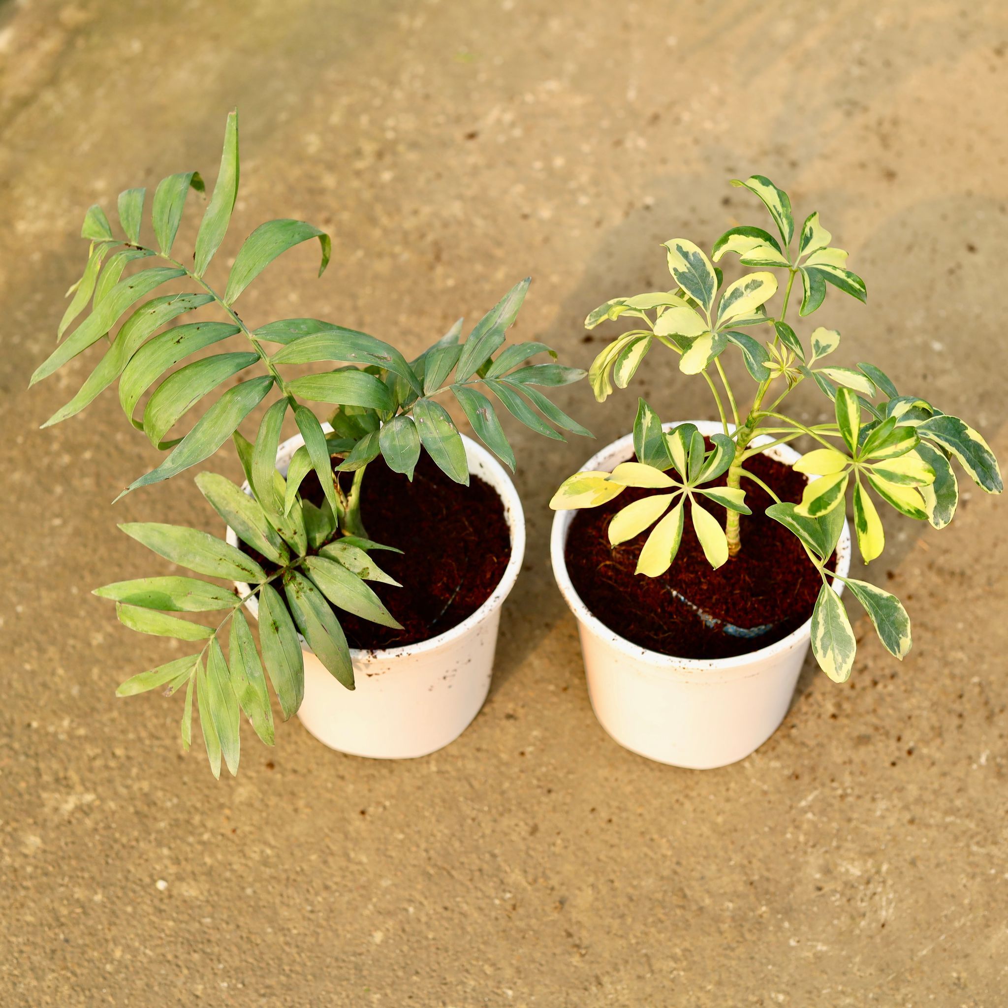 Set of 2 - Chamaedorea Palm & Schefflera Variegated in 6 Inch Nursery Pot