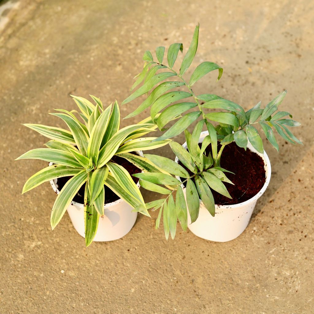 Set of 2 - Song of India & Chamaedorea Palm in 6 Inch Nursery Pot