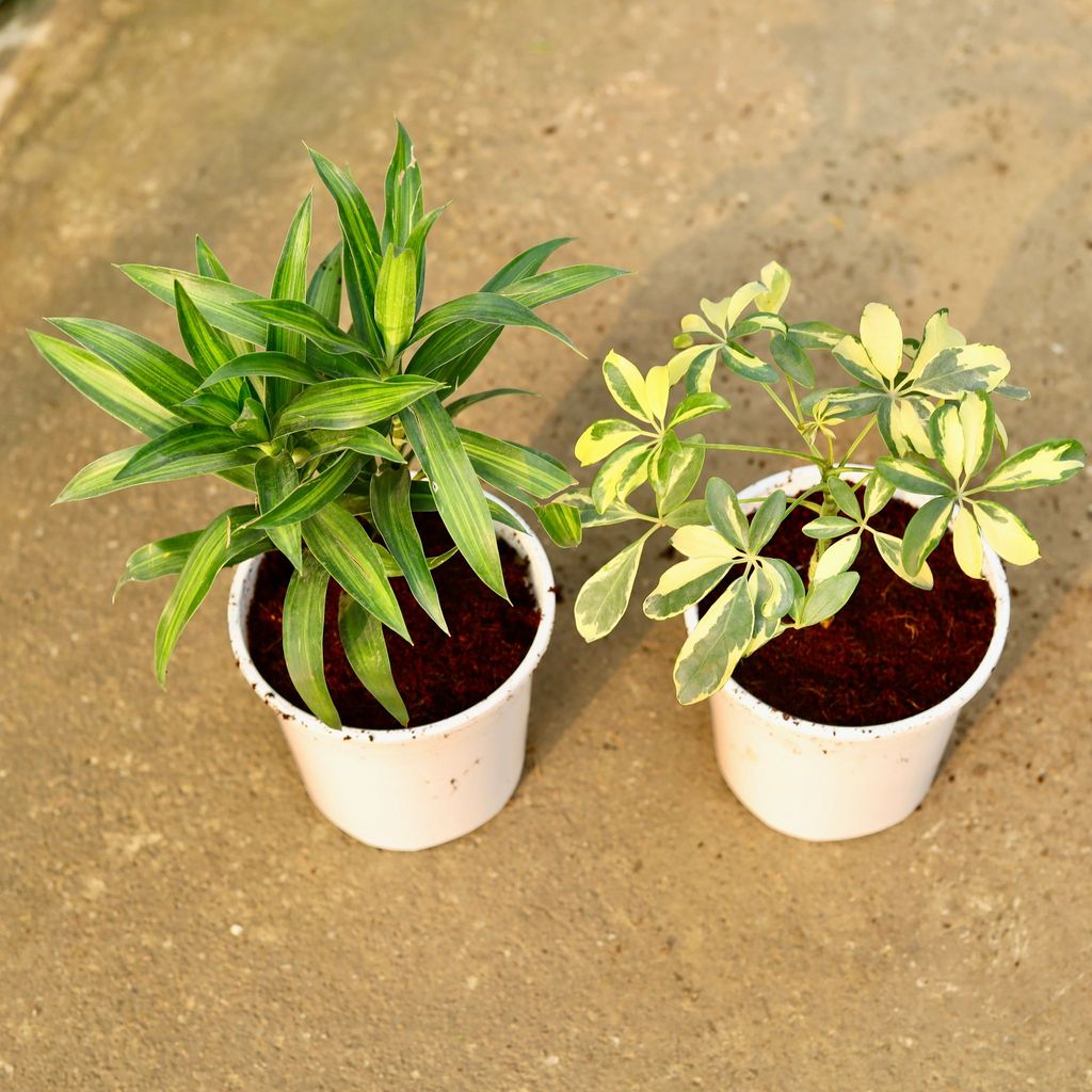 Buy Set of 2 - Dracaena Messenger & Schefflera Variegated in 6 Inch Nursery Pot Online | Urvann.com Set of 2 - Dracaena Messenger & Schefflera Variegated in 6 Inch Nursery Pot