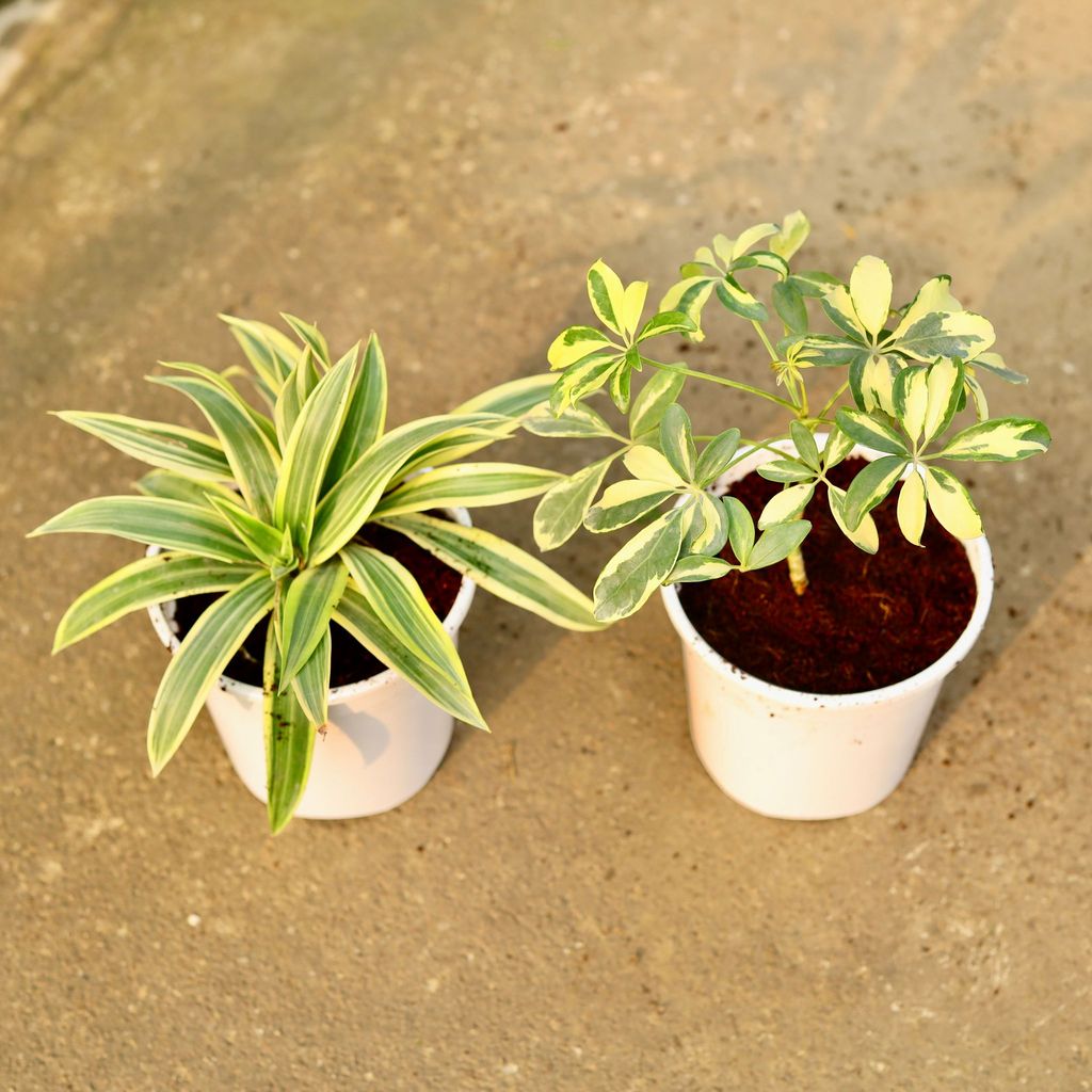 Buy Set of 2 - Song of India & Schefflera Variegated in 6 Inch Nursery Pot Online | Urvann.com Set of 2 - Song of India & Schefflera Variegated in 6 Inch Nursery Pot