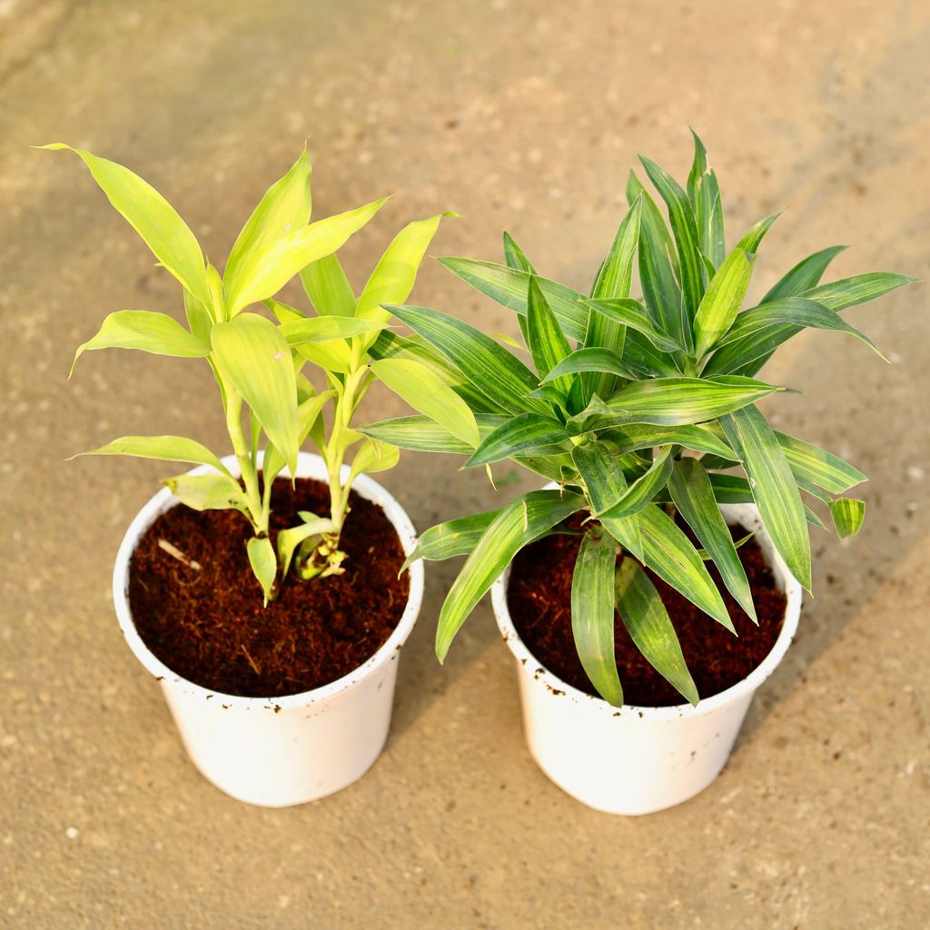 Set of 2 - Lucky Bamboo & Dracaena Messenger in 6 Inch Nursery Pot