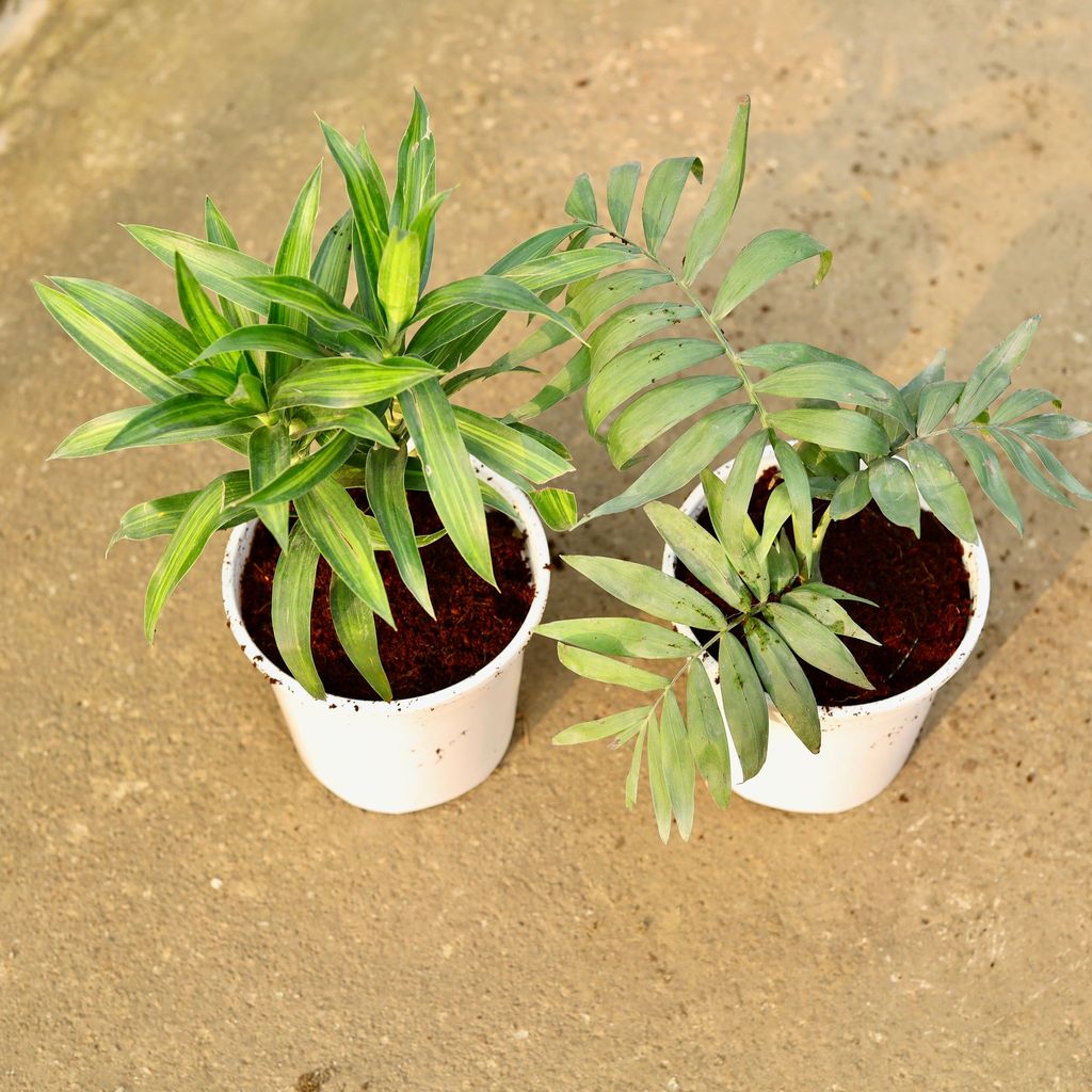 Set of 2 - Dracaena Messenger & Chamaedorea Palm in 6 Inch Nursery Pot