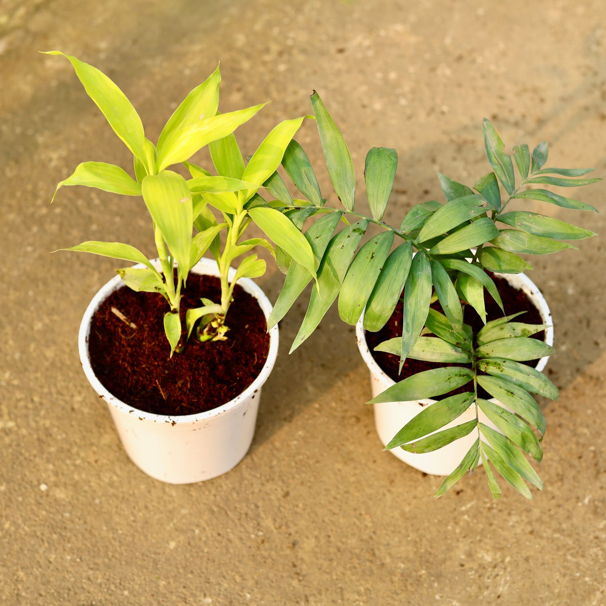Set of 2 - Lucky Bamboo & Chamaedorea Palm in 6 Inch Nursery Pot