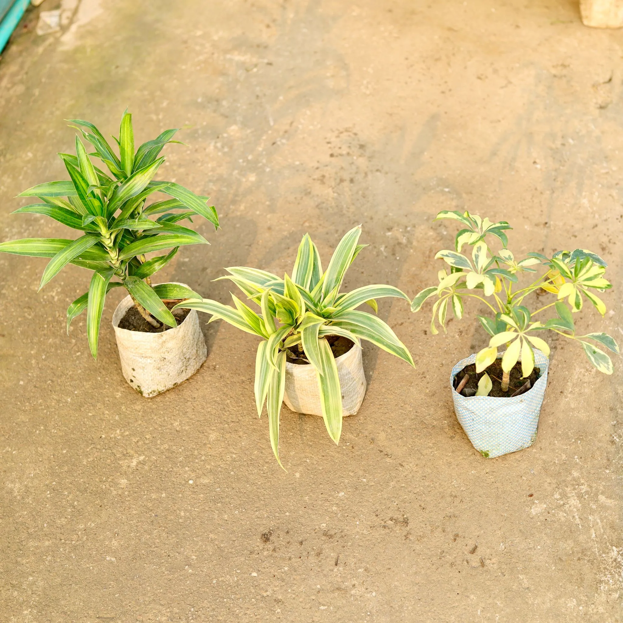 Set of 3 - Dracaena Messenger, Song of India & Schefflera in 4 Inch Nursery Bag
