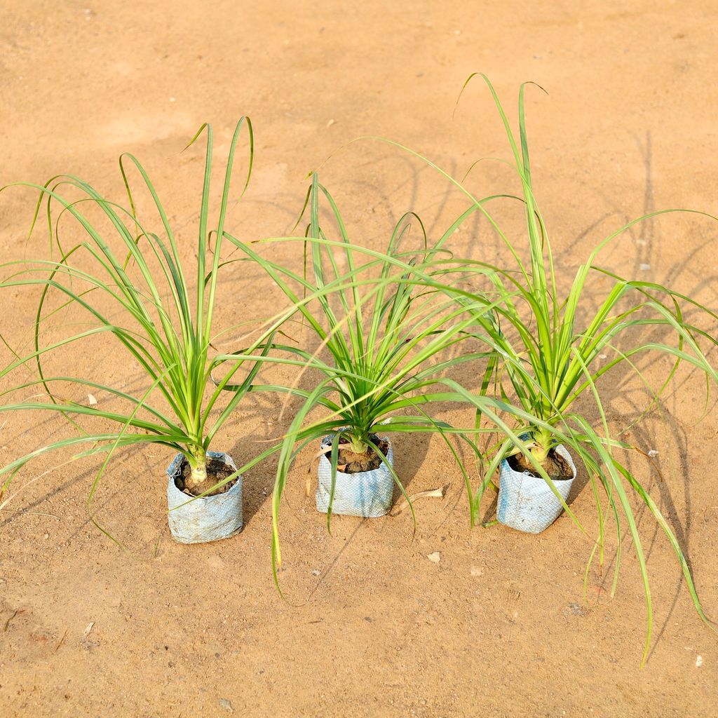 Buy Set of 3 - Lolina / Pony Tail Palm in 4 Inch Nursery Bag Online | Urvann.com Set of 3 - Lolina / Pony Tail Palm in 4 Inch Nursery Bag