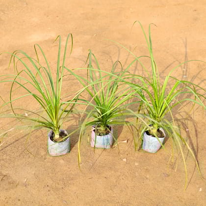 Buy Set of 3 - Lolina / Pony Tail Palm in 4 Inch Nursery Bag Online | Urvann.com