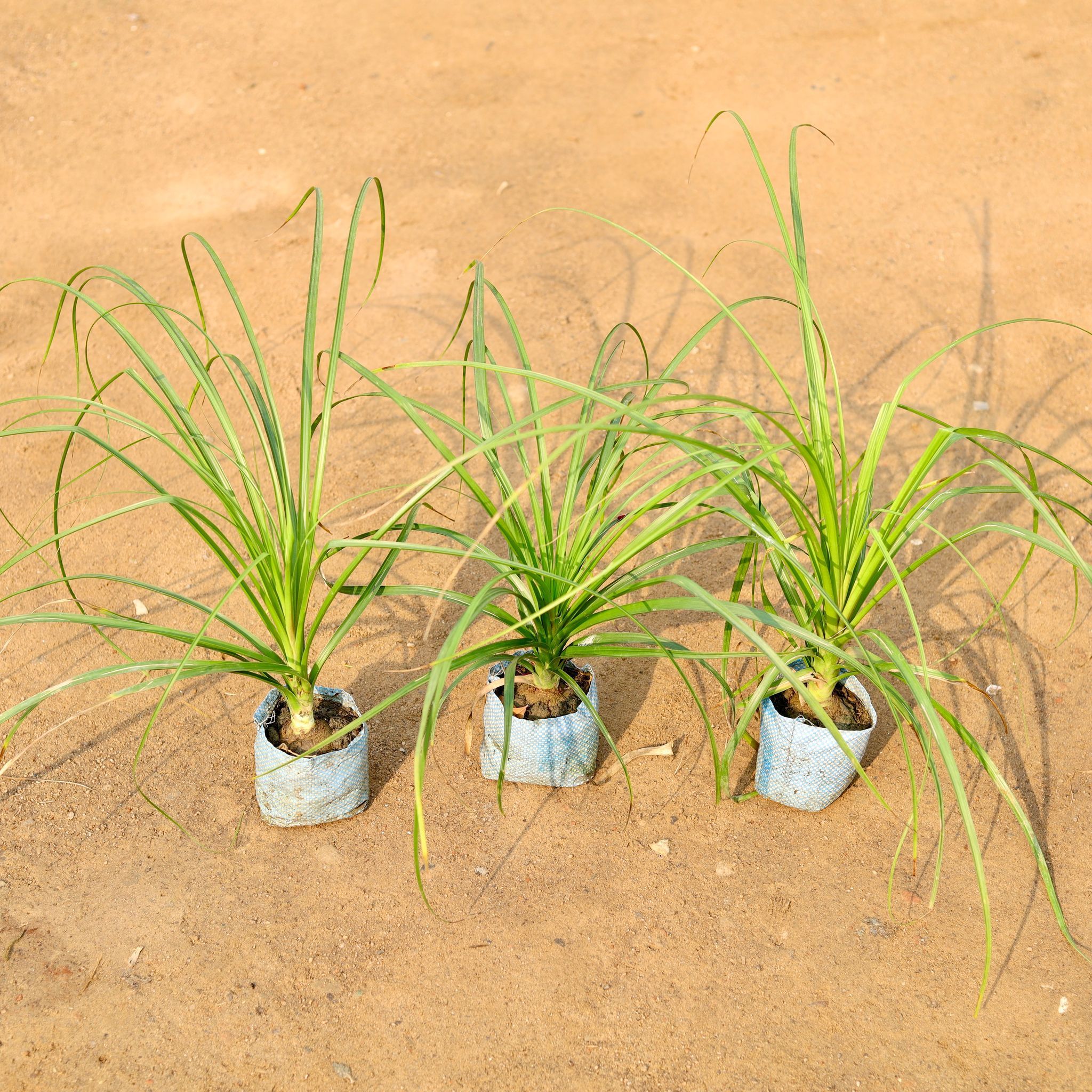 Set of -3- Lolina / Pony Tail Palm (~2 ft) in 4 Inch Nursery Bag