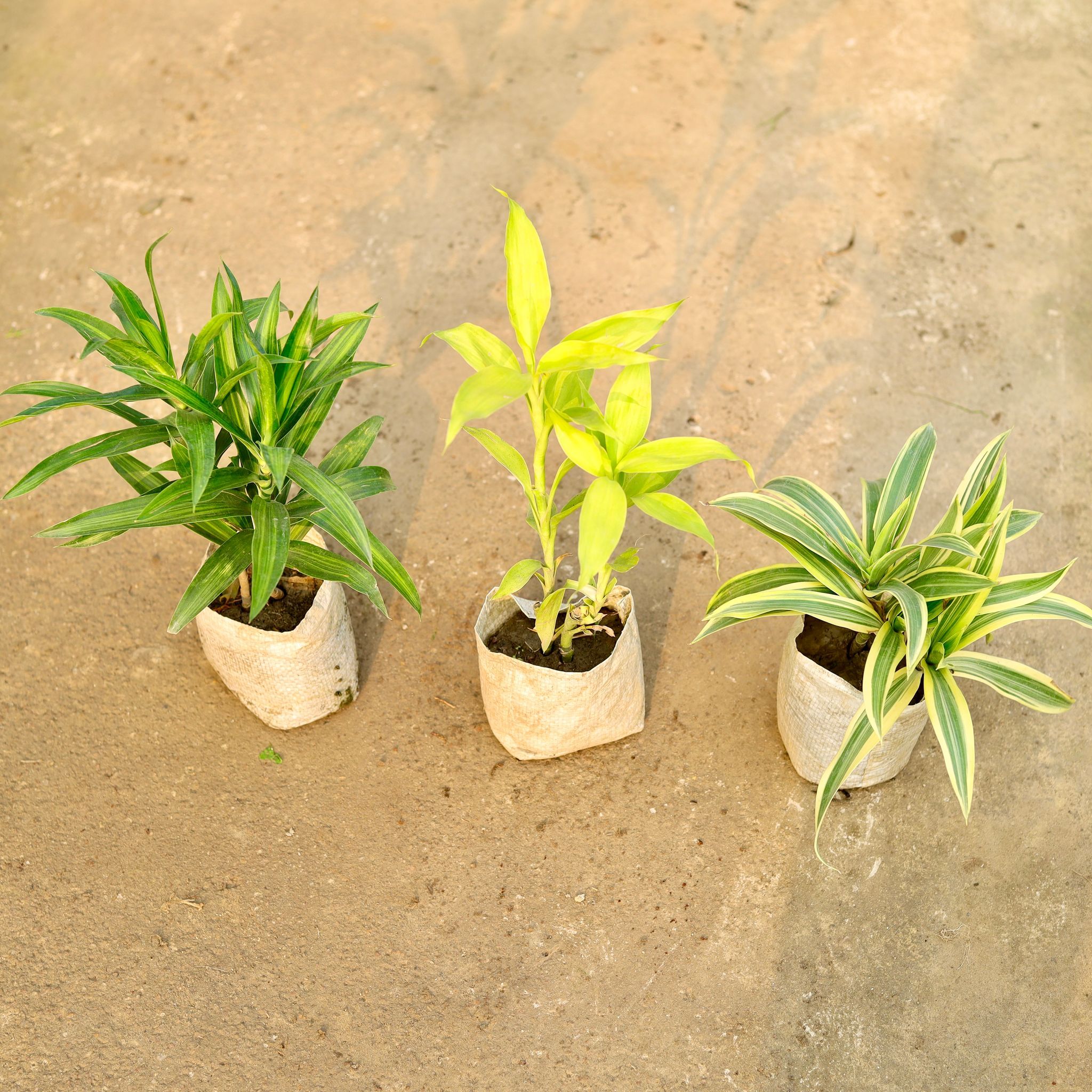 Set of 3 - Lucky Bamboo, Dracaena Messenger & Song of India in 4 Inch Nursery Bag