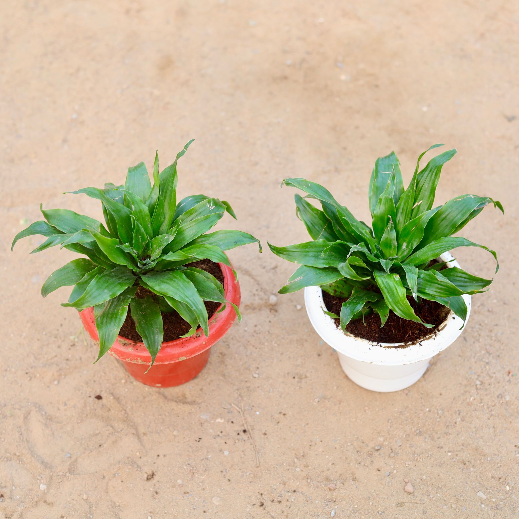Set of 2 - Dracaena Compacta in 6 Inch Classy Plastic Pot (any colour)
