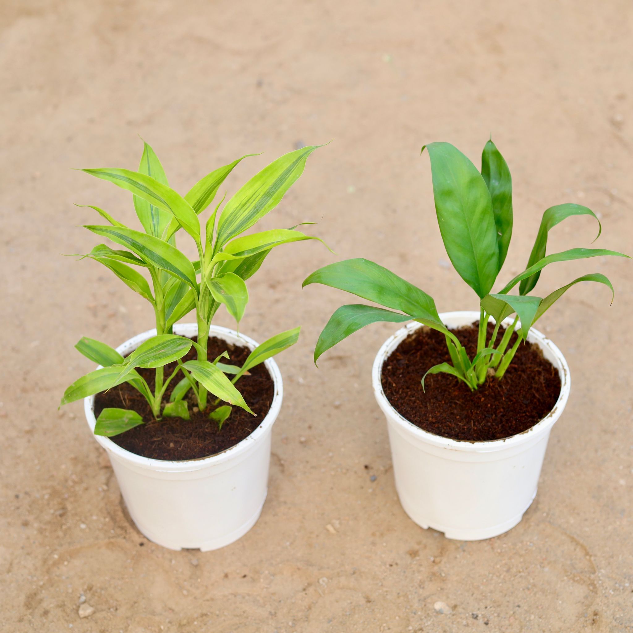 Set of 2 - Golden Lucky Bamboo & Peace Lily in 6 Inch White Nursery Pot