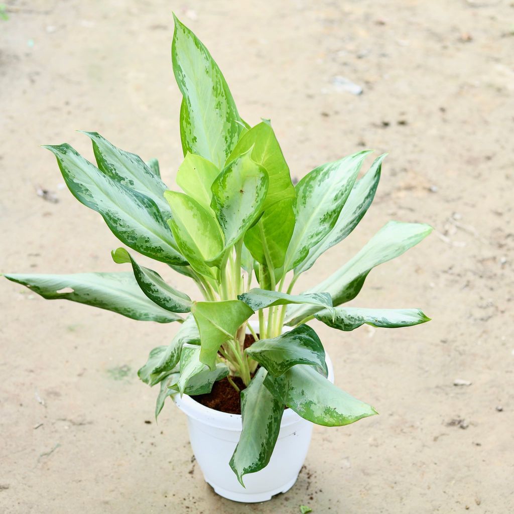 Buy Aglaonema Emerald Bay in 10 Inch Classy White Plastic Pot Online | Urvann.com Aglaonema Emerald Bay in 10 Inch Classy White Plastic Pot