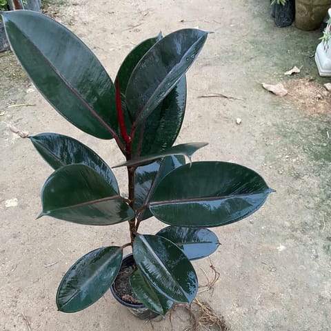 Rubber Plant (~ 1.5 ft) in 6 Inch Nursery Pot