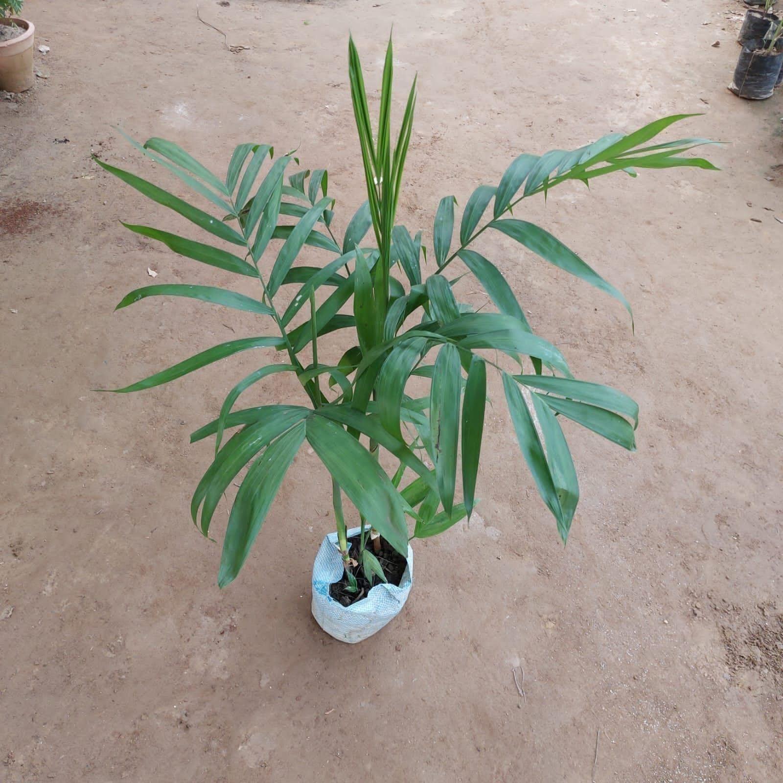 Bamboo / Cane Palm in 8 Inch Nursery Bag