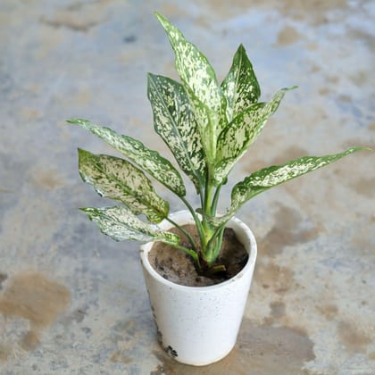Aglaonema Snow White in 4 Inch Ceramic Pot (Any Design,Colour)