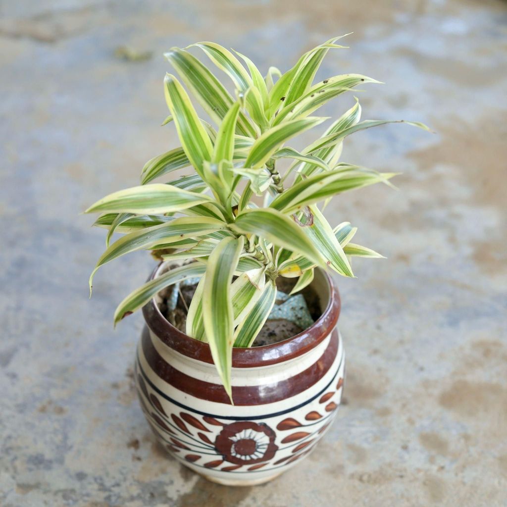 Song Of India in 6 Inch Matka Ceramic Pot (Any Design) Song Of India in 6 Inch Matka Ceramic Pot (Any Design)