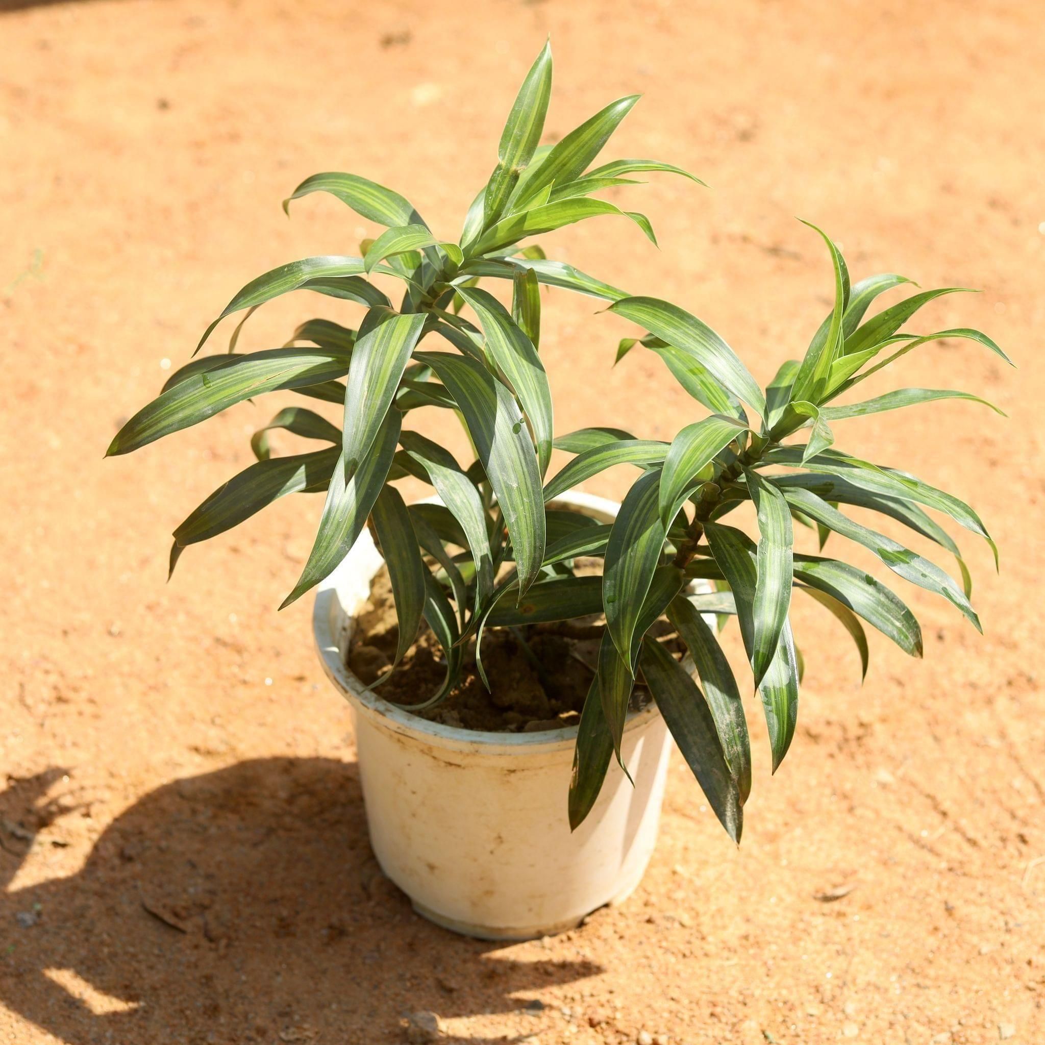 Dracaena Messenger in 8 Inch White Nursery Pot