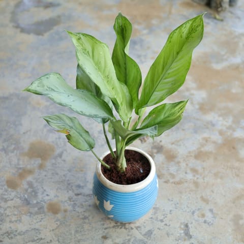 Aglaonema in 6 Inch Matka Ceramic Pot (Any Design)