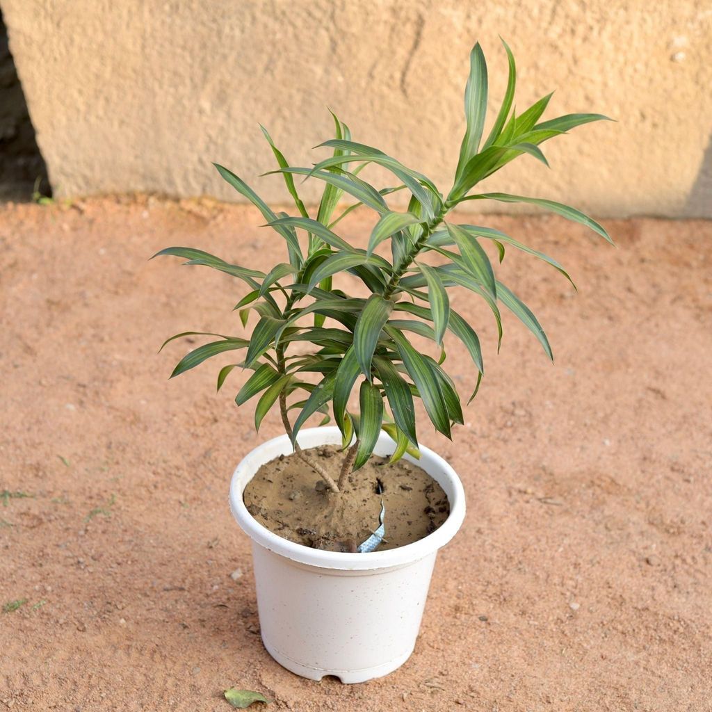 Dracaena Messenger in 8 Inch White Nursery Pot