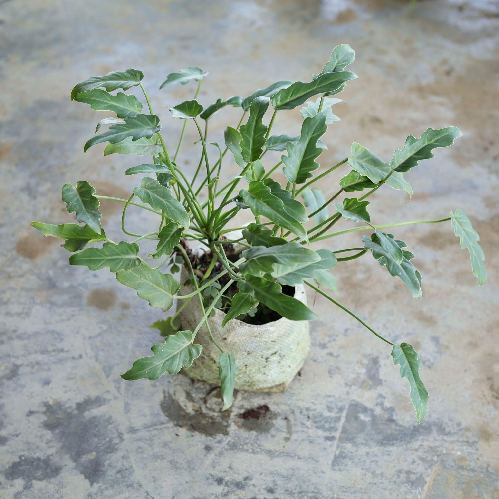 Xanadu Green in 6 Inch Nursery Bag