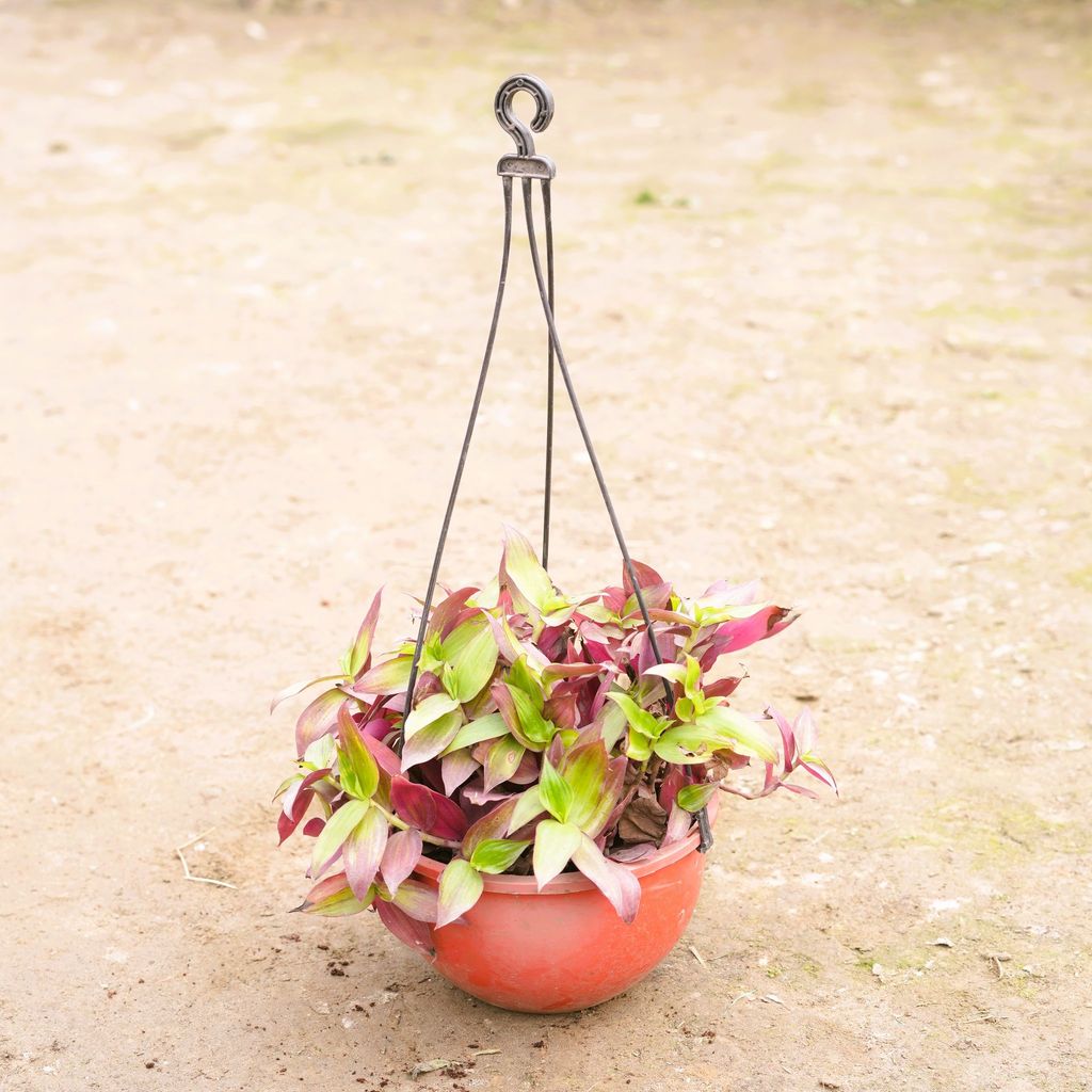 Wandering Jew in 6 Inch Hanging Basket (any colour)