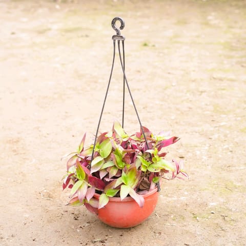Wandering Jew in 6 Inch Hanging Basket (any colour)