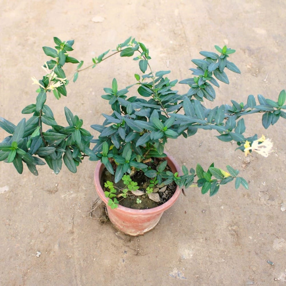 Buy Japanese honeysuckle Plant scented vine in 8 Inch Nursery Pot Online | Urvann.com Japanese honeysuckle Plant scented vine in 8 Inch Nursery Pot