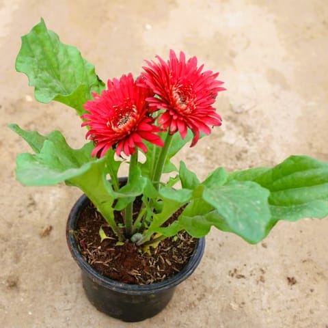 Gerbera (any colour) in 6 Inch Nursery Pot