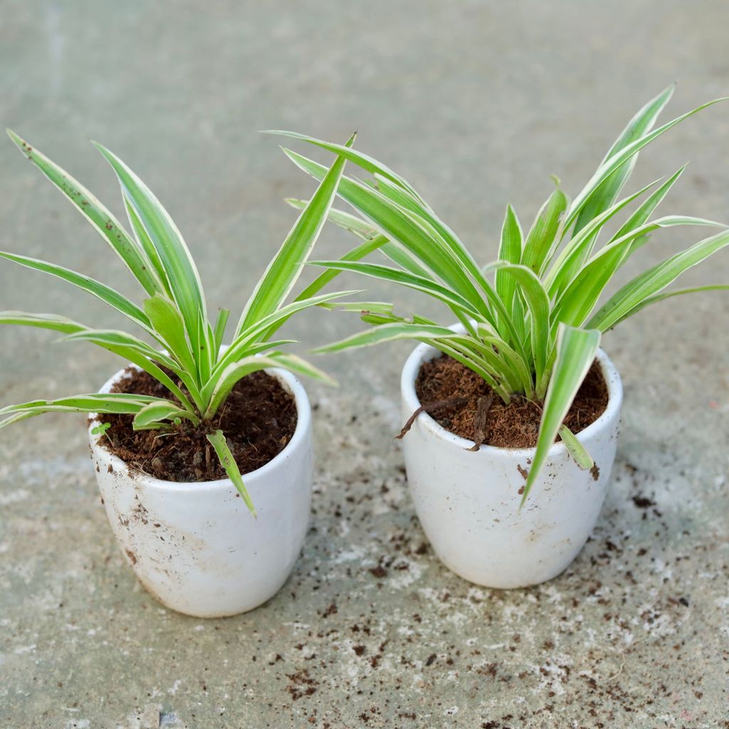 Buy Set of 2 - Spider In 4 Inch Classy White Cup Ceramic Pot (any colour) Online | Urvann.com Set of 2 - Spider in 4 Inch Classy White Cup Ceramic Pot (any colour)