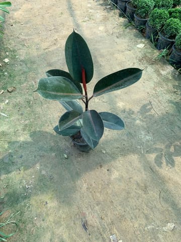 Rubber in 6 Inch Nursery Pot