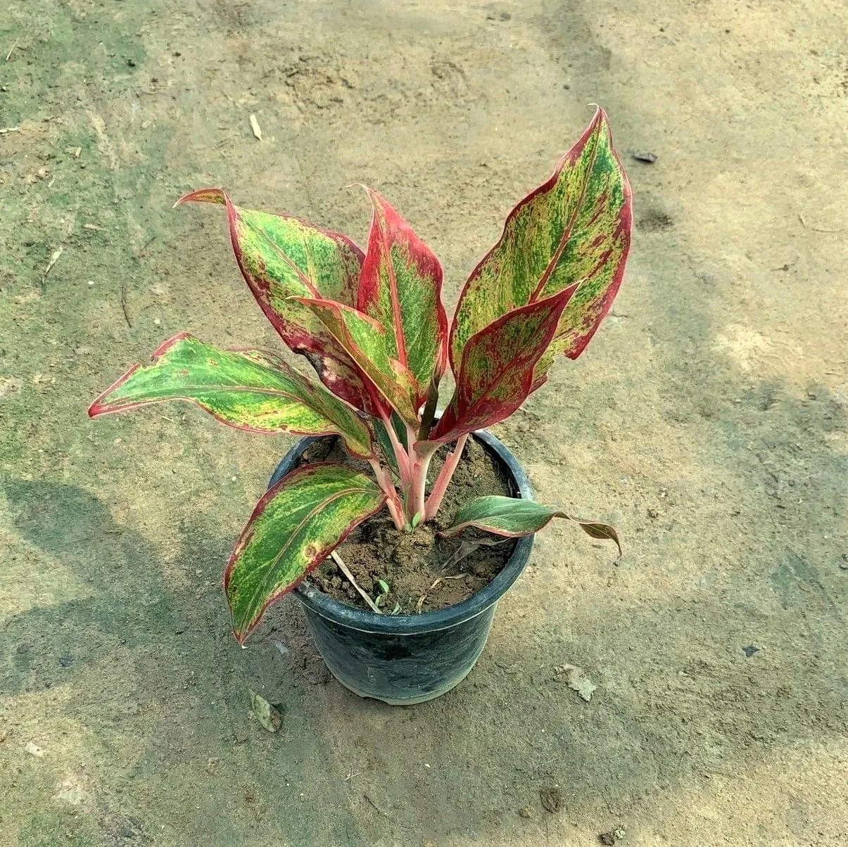 Aglaonema Lipstick in 6 Inch Nursery Pot