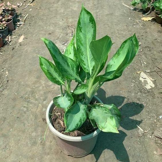 Aglaonema Silver Queen in 8 Inch Nursery Pot