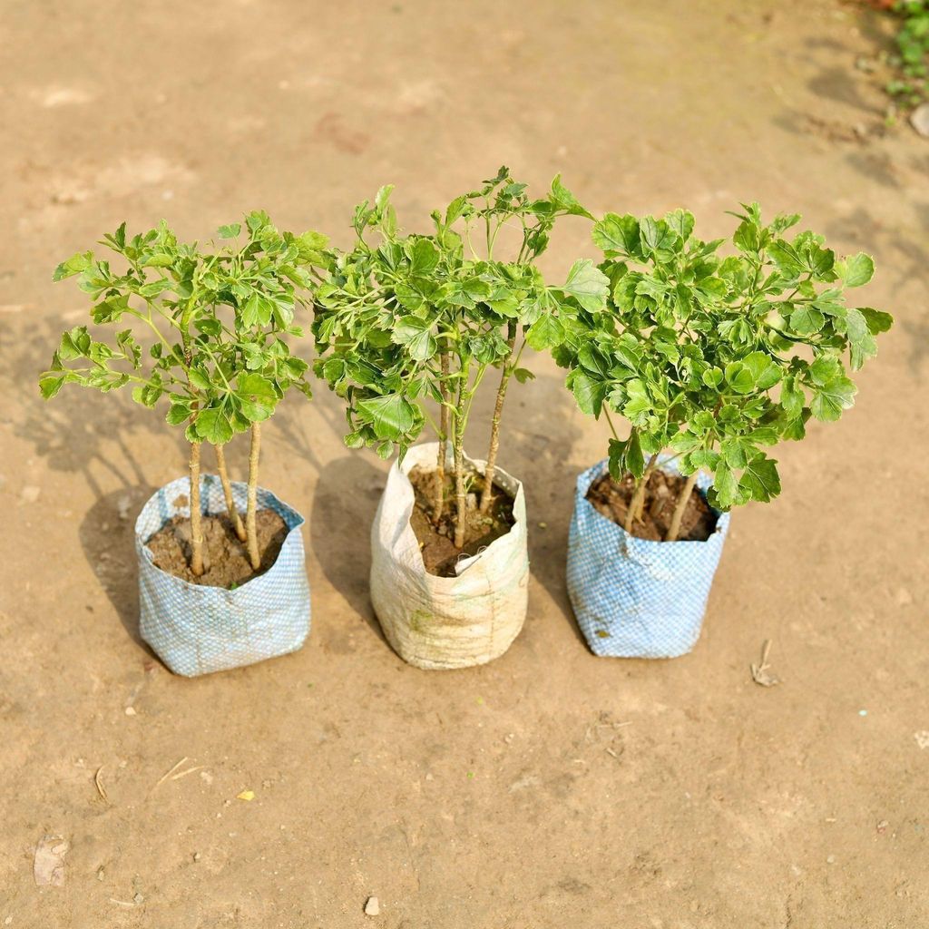 Buy Set of 3 - Aralia Ming in 5 Inch Nursery Bag Online | Urvann.com Set of 3 - Aralia Ming in 5 Inch Nursery Bag