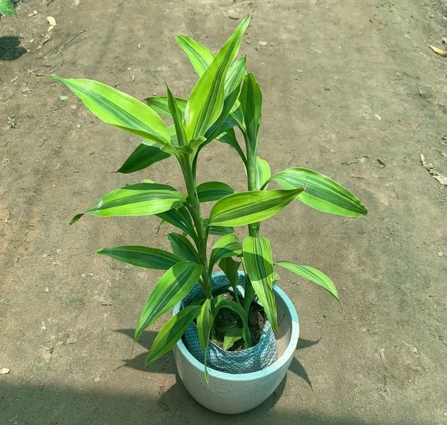 Lucky Bamboo in 5 Inch White Ceramic Pot