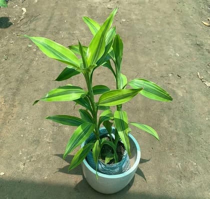 Buy Lucky Bamboo in 5 Inch White Ceramic Pot Online | Urvann.com