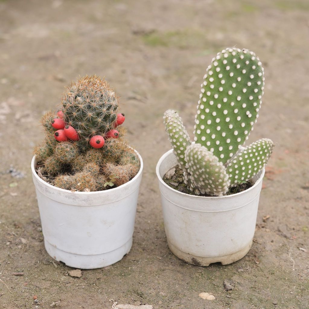 Buy Set of 2 - Mammillaria Prolifera & Bunny Ear Cactus in 3 Inch Nursery Pot Online | Urvann.com Set of 2 - Mammillaria Prolifera & Bunny Ear Cactus in 3 Inch Nursery Pot