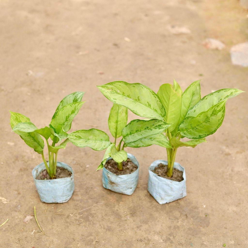 Set of 3 - Aglaonema Maria Christina in 5 Inch Nursery Bag