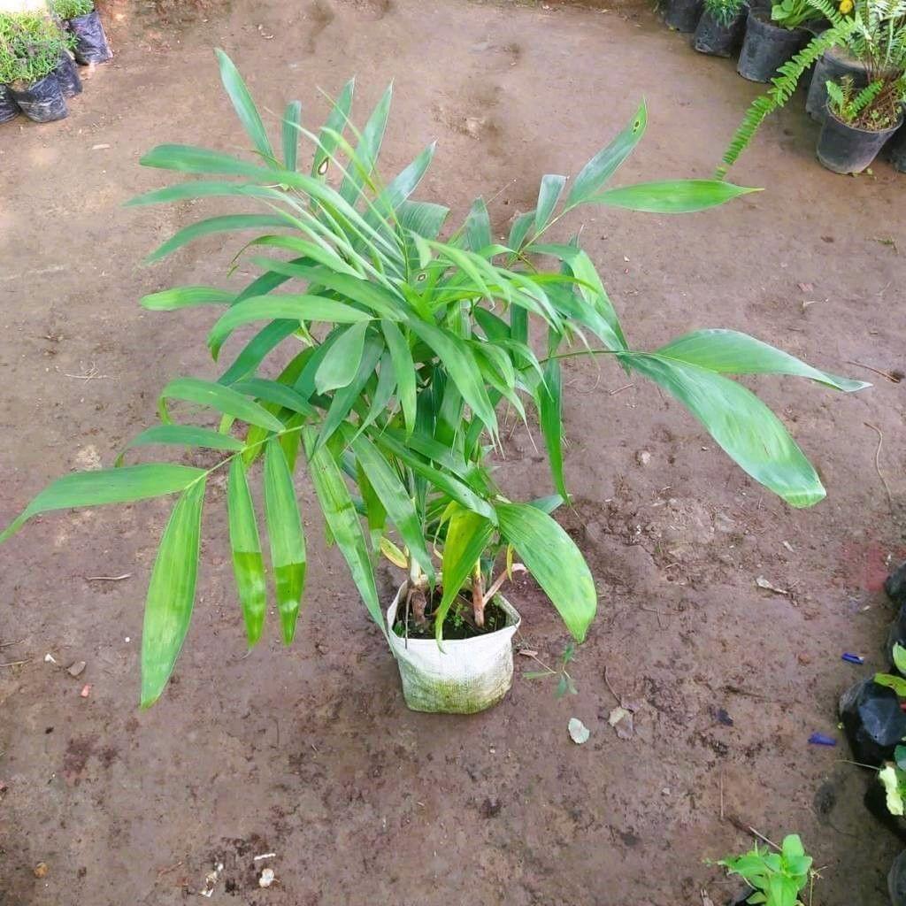 Buy Cephortia Palm in 8 Inch Nursery Bag Online | Urvann.com Cephortia Palm in 8 Inch Nursery Bag