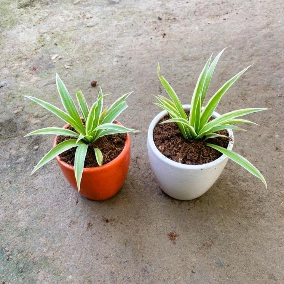 Buy Set of 2 -Spider in 4 Inch Cup Ceramic Pot (any colour) Online | Urvann.com Set of 2 -Spider in 4 Inch Cup Ceramic Pot (any colour)
