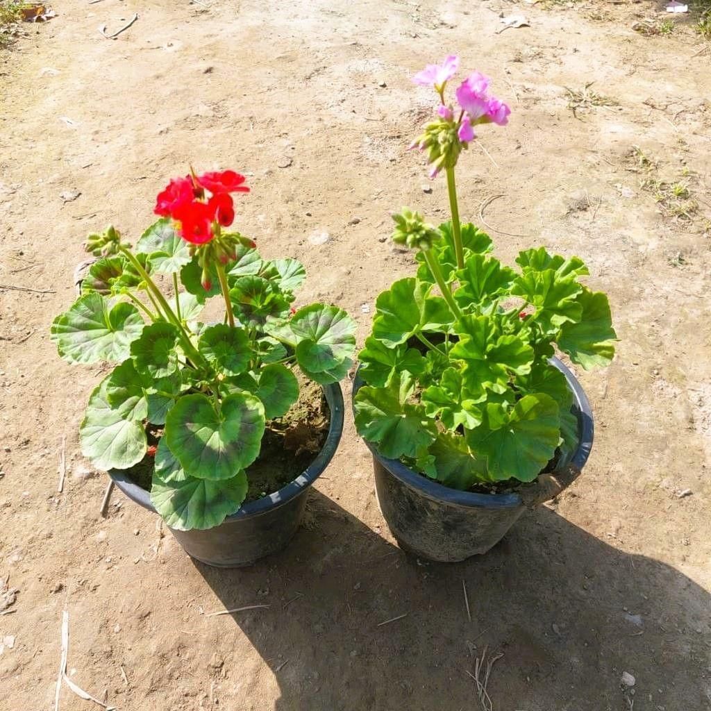 Set of 2 - Gerenium (any colour) in 8 Inch Nursery Pot