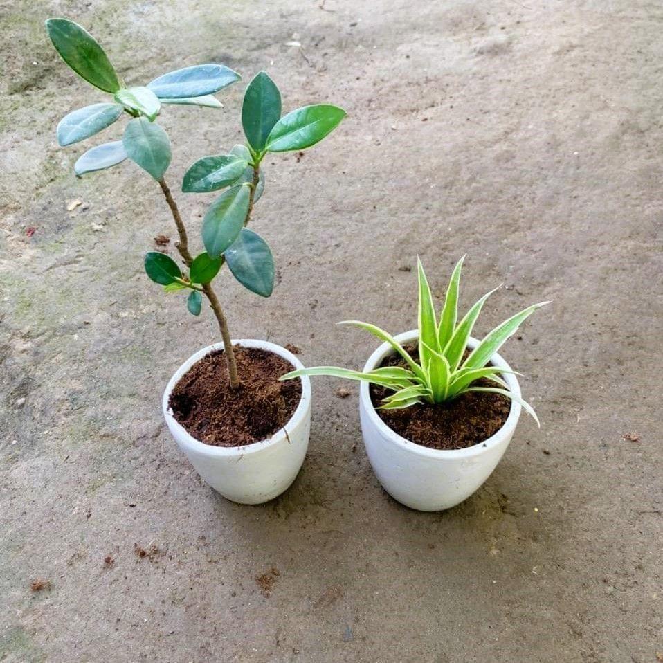 Set of 2 - Rubber & Spider in 4 Inch White Cup Ceramic Pot