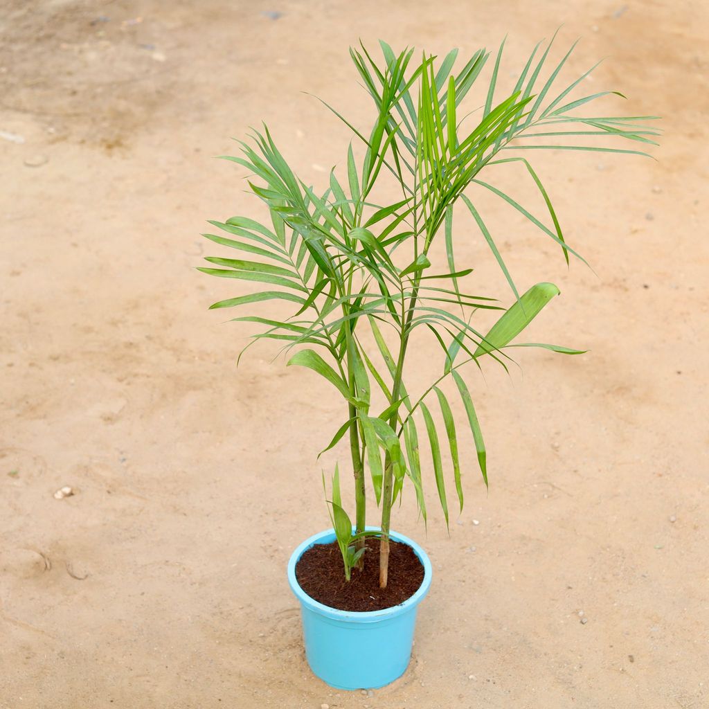 Bamboo Palm / Cane Palm / Scotia Palm in 9 Inch Colourful Nursery Pot