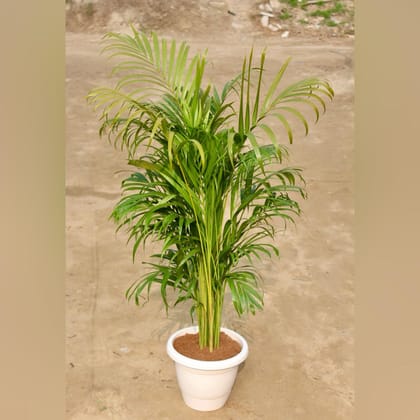 Buy Areca Palm Bushy (~ 2 Ft) in 10 Inch Classy White Plastic Pot Online | Urvann.com