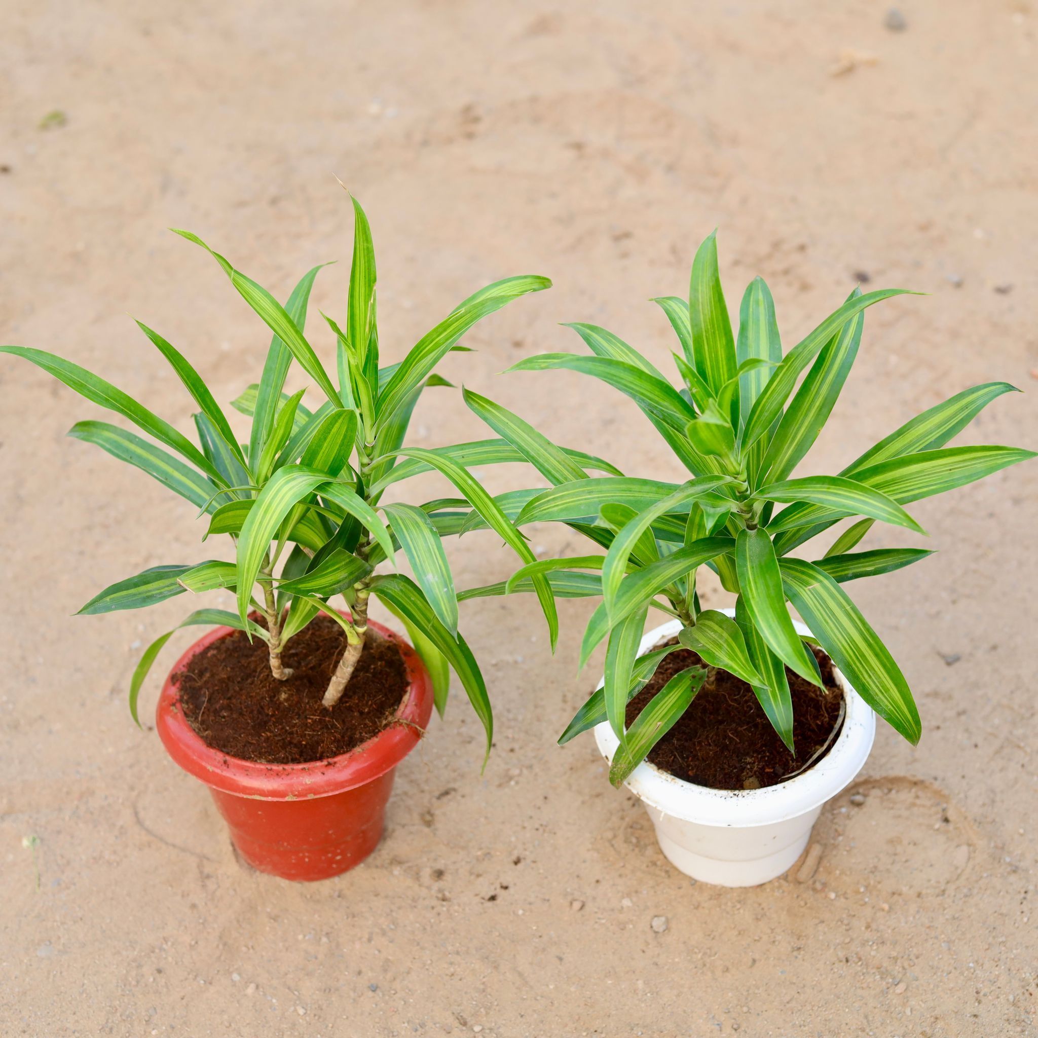 Set of 2 - Song of India Green / Dracaena Messanger in 6 Inch Classy Plastic Pot (any colour)