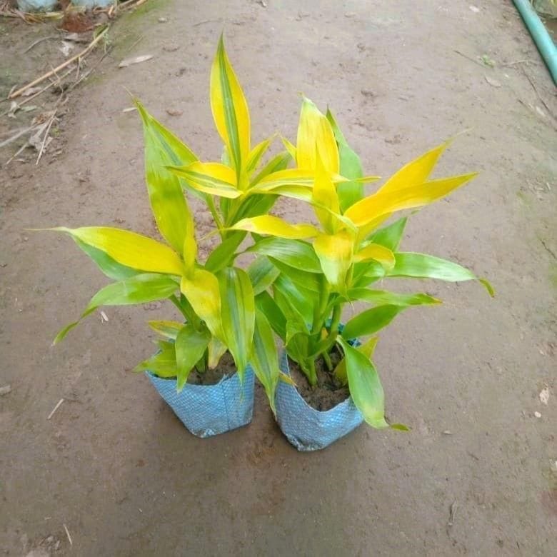 Set of 2 - Golden Lucky Bamboo in 4 Inch Nursery Bag